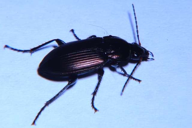 Sconosciuto? no, Poecilus cupreus